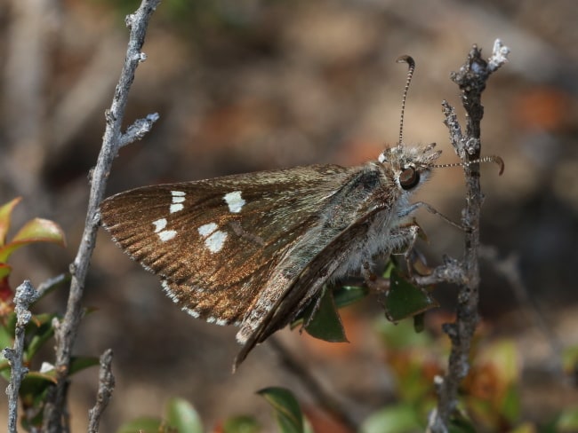 Antipodia atralba (Diamond Sand Skipper)