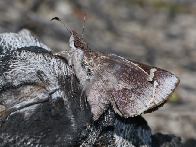 Antipodia chaostola (Heath Sand Skipper)