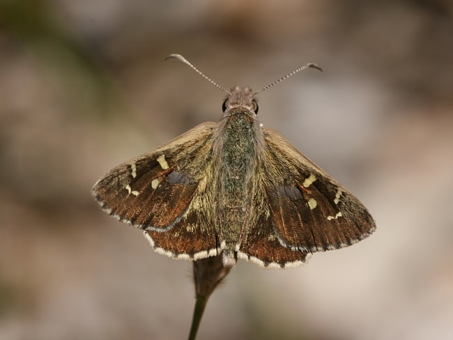 Antipodia dactyliota (Western Sand Skipper)