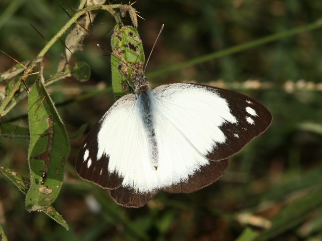 Appias paulina (Yellow Albatross)