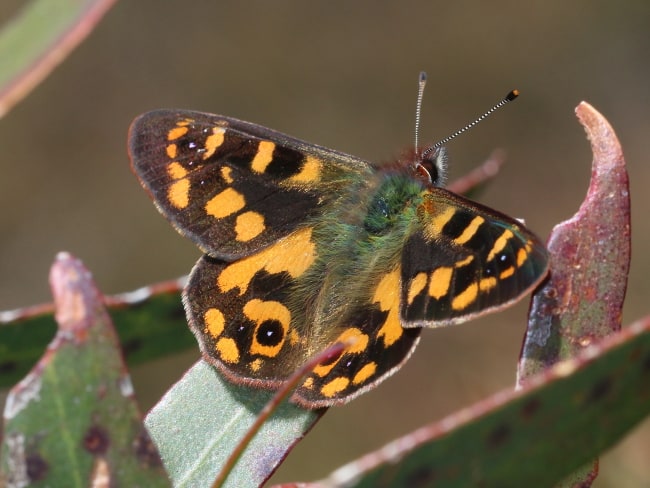 Argynnina cyrila (Forest Brown)