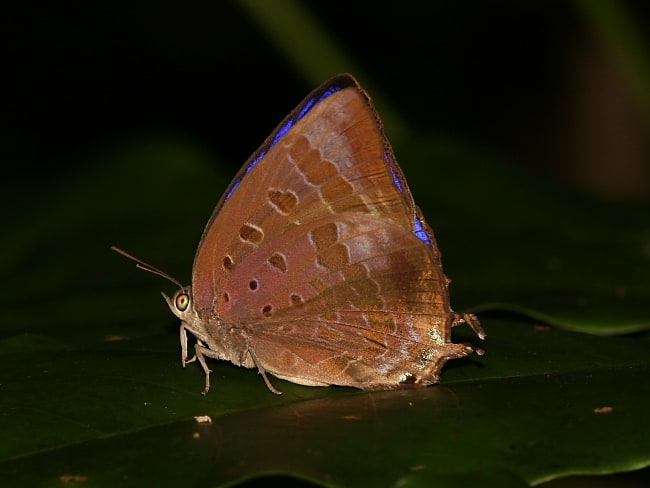 Arhopala madytus (Bright Oak-blue)