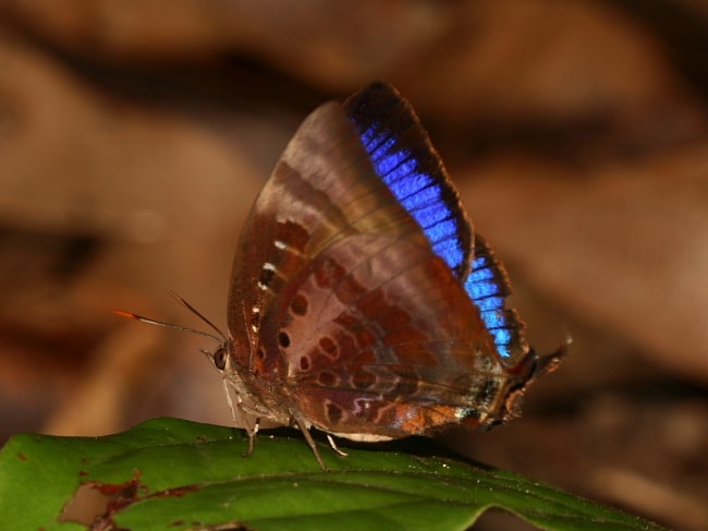 Arhopala micale (Shining Oak-blue)