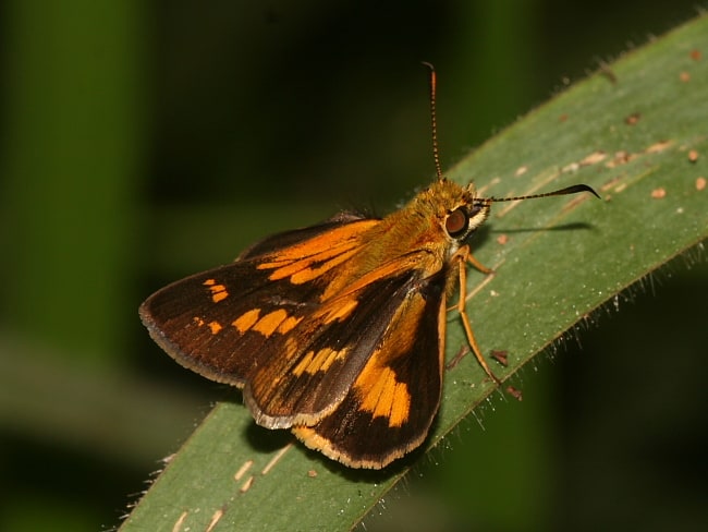 Arrhenes dschilus (Scrub Darter)