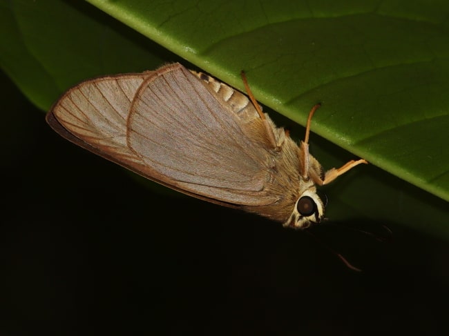 Badamia exclamationis (Narrow-winged Awl)