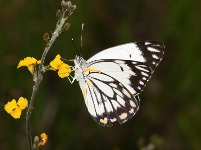 Belenois java (Caper White)