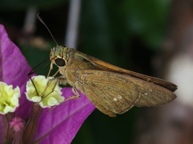 Borbo impar (Yellow Swift)