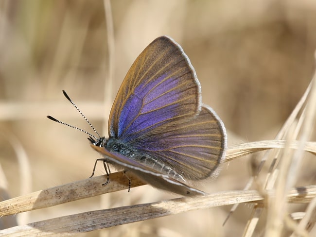 Candalides heathi (Rayed Blue)