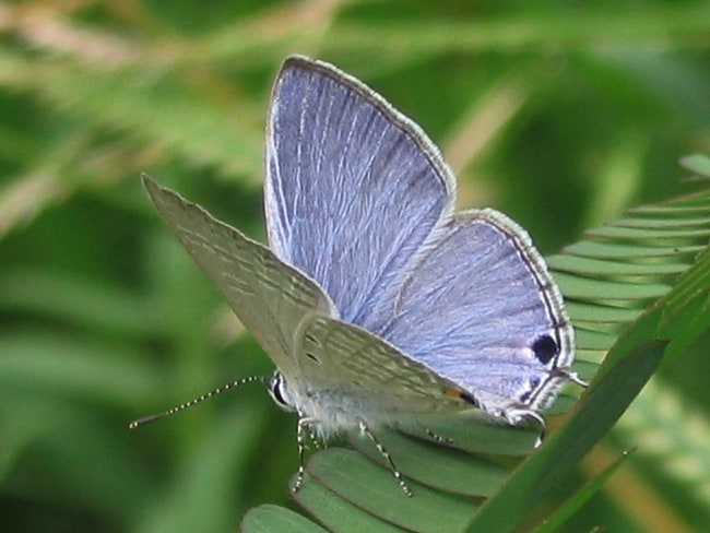 Catochrysops panormus (Pale Pea-blue)