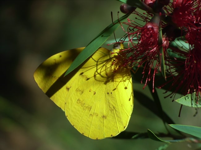 Catopsilia gorgophone (Yellow Migrant)