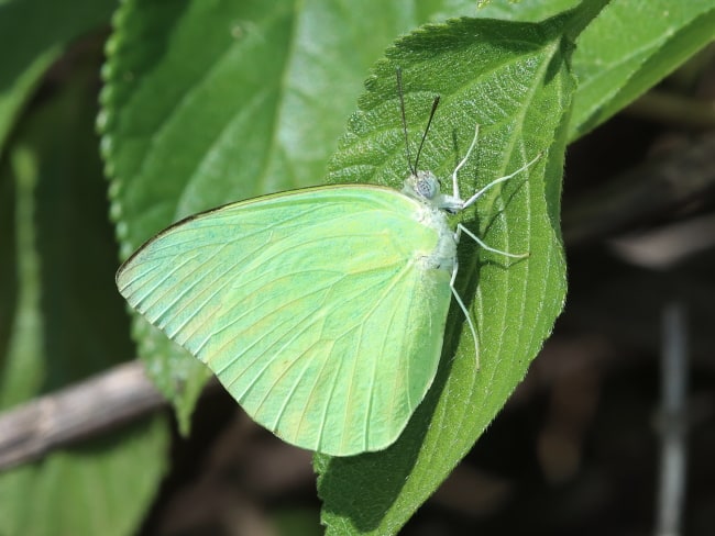 Catopsilia pomona (Lemon Migrant)