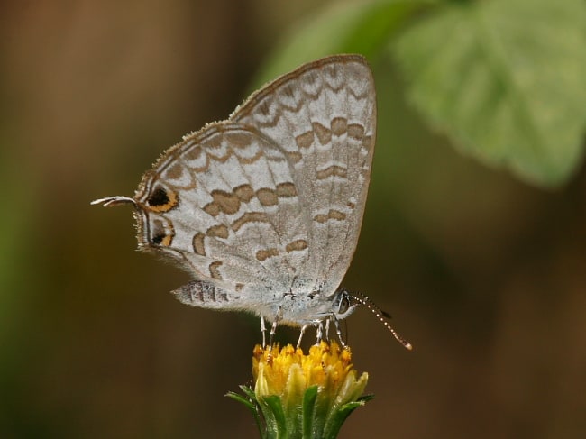 Catopyrops florinda (Speckled Line-blue)