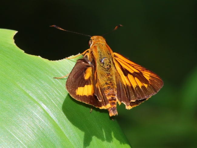 Cephrenes augiades (Orange Palm-dart)