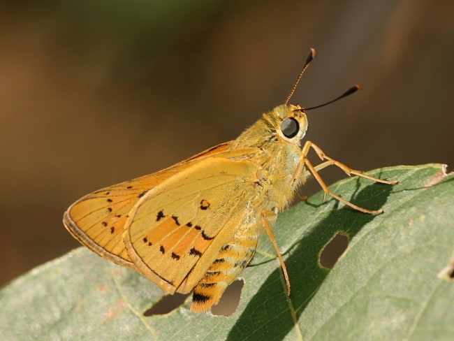 Cephrenes trichopepla (Yellow Palm-dart)