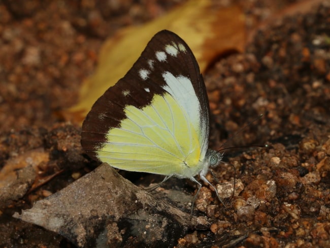 Cepora perimale (Caper Gull)