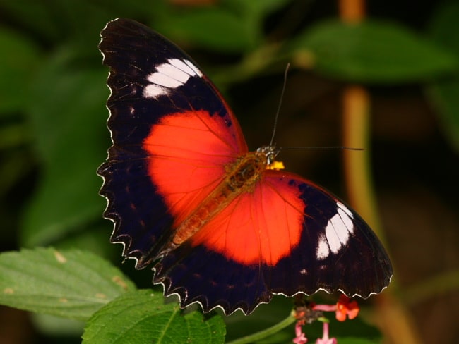 Cethosia cydippe (Red Lacewing)
