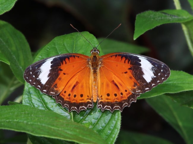 Cethosia penthesilea (Orange Lacewing)