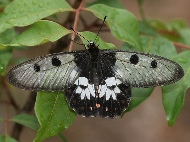 Cressida cressida (Clearwing Swallowtail)