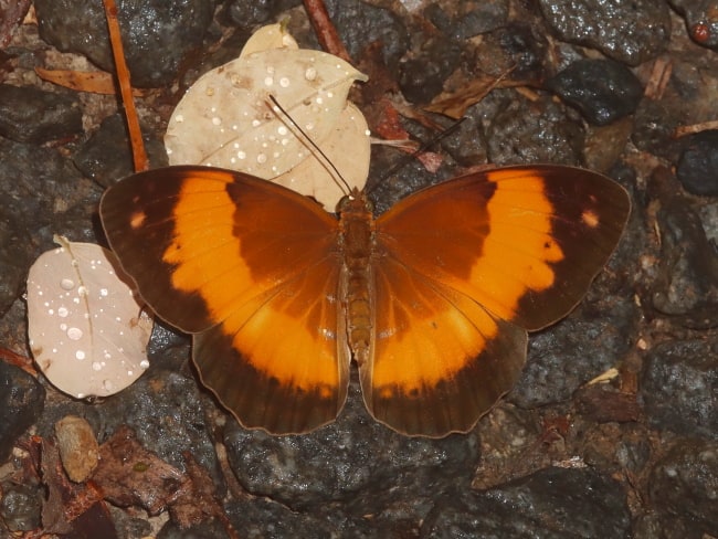 Cupha prosope (Bordered Rustic)