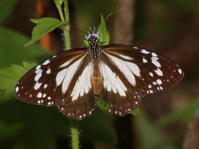 Danaus affinis (Swamp Tiger)