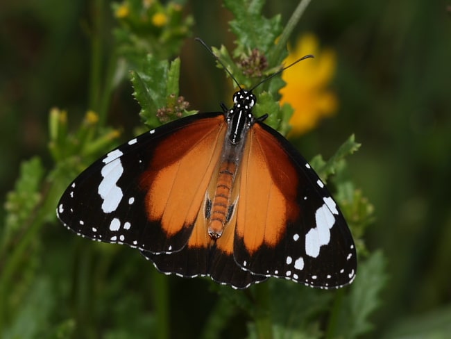 Danaus petilia (Lesser Wanderer)