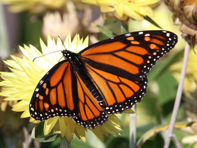 Danaus plexippus (Monarch)