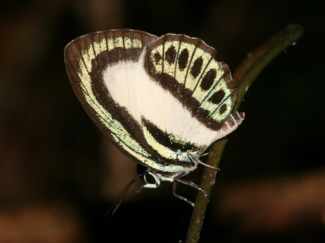 Danis danis (Large Green-banded Blue)