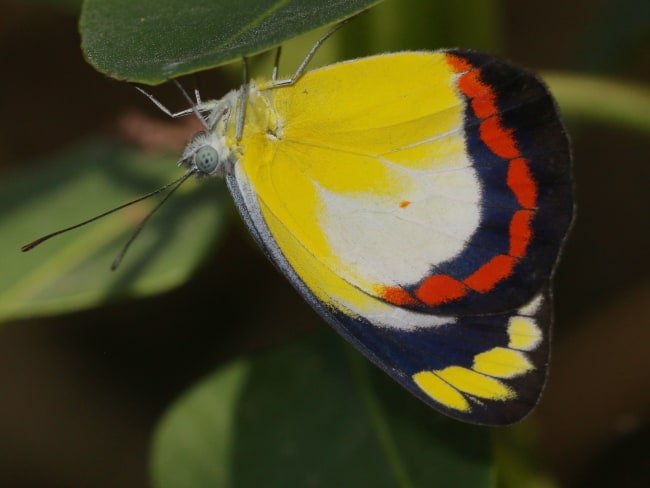 Delias aestiva (Mangrove Jezebel)