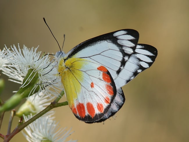 Delias argenthona (Scarlet Jezebel)