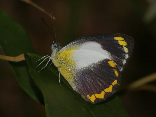 Delias ennia (Yellow-banded Jezebel)