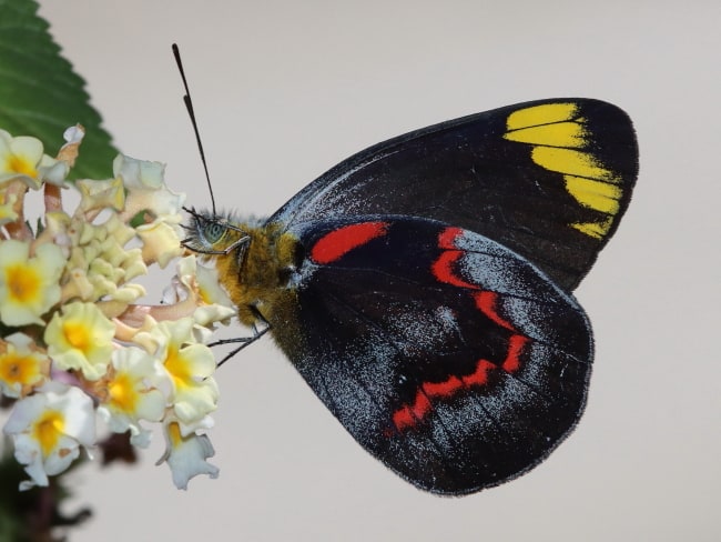 Delias nigrina (Common Jezebel)