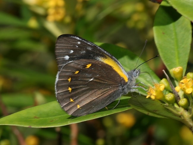 Delias nysa (Yellow-spotted Jezebel)