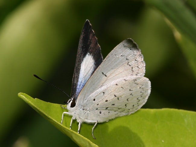 Eirmocides absimilis (Pencilled Blue)