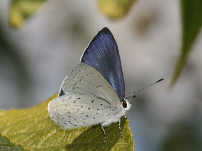 Eirmocides consimilis (Dark Pencilled Blue)