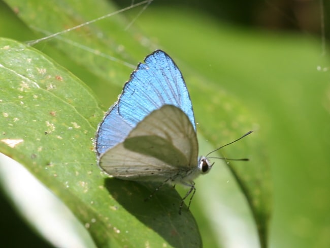 Eirmocides callainus (Shining Pencil-blue)