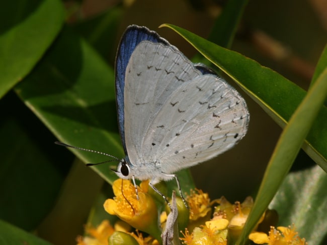 Eirmocides margarita (Trident Pencil-blue)
