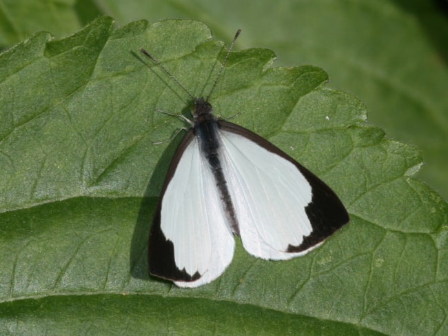 Elodina angulipennis (Southern Pearl-white)