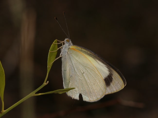 Elodina padusa (Narrow-winged Pearl-white)