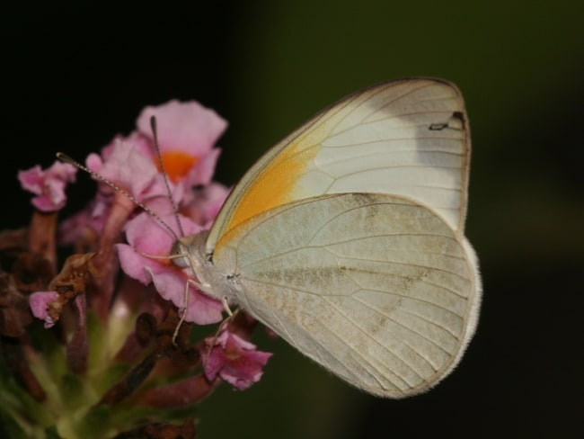 Elodina parthia (Striated Pearl-white)