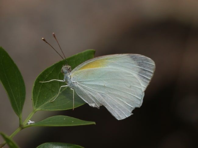 Elodina perdita (Delicate Pearl-white)
