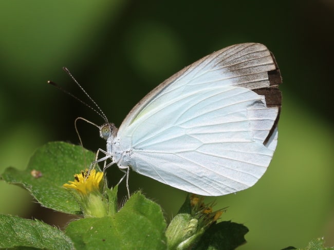 Elodina tongura (Pipeclay Pearl-white)