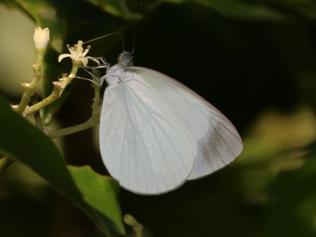 Elodina walkeri (Small Pearl-white)
