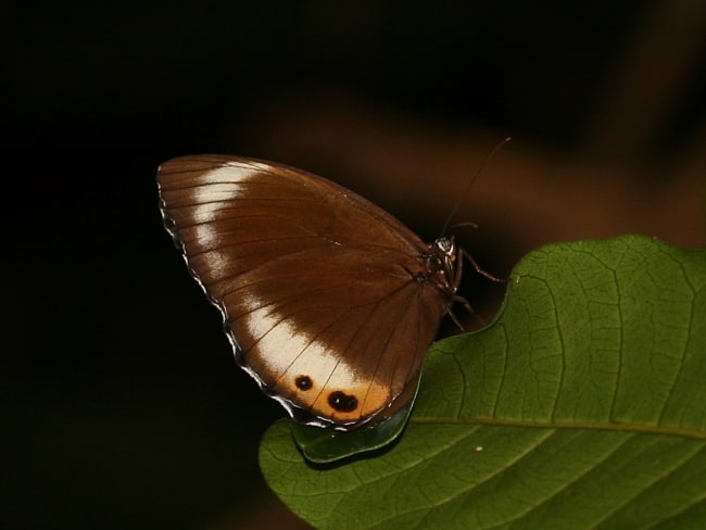 Elymnias agondas (Palmfly)