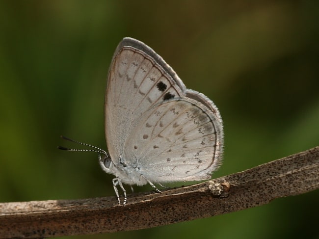 Erina erina (Small Dusky-blue)