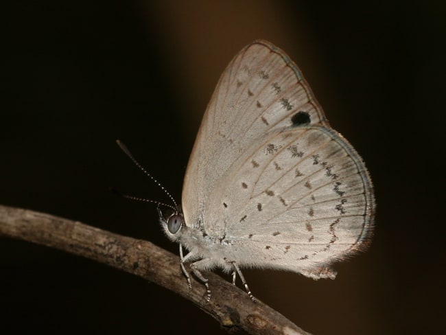 Erina geminus (Twin Dusky-blue)