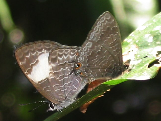 Erysichton lineatus (Hairy Line-Blue)