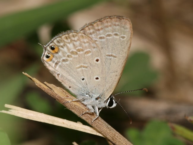 Euchrysops cnejus (Spotted Pea-Blue)