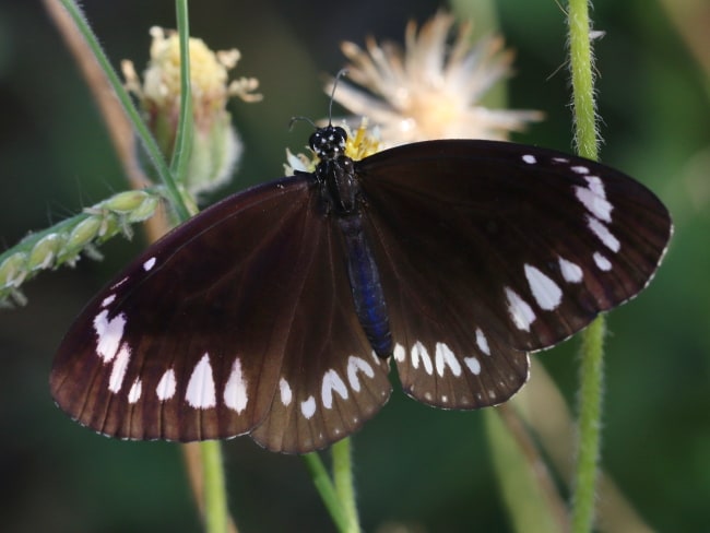 Euploea darchia (Small Brown Crow)