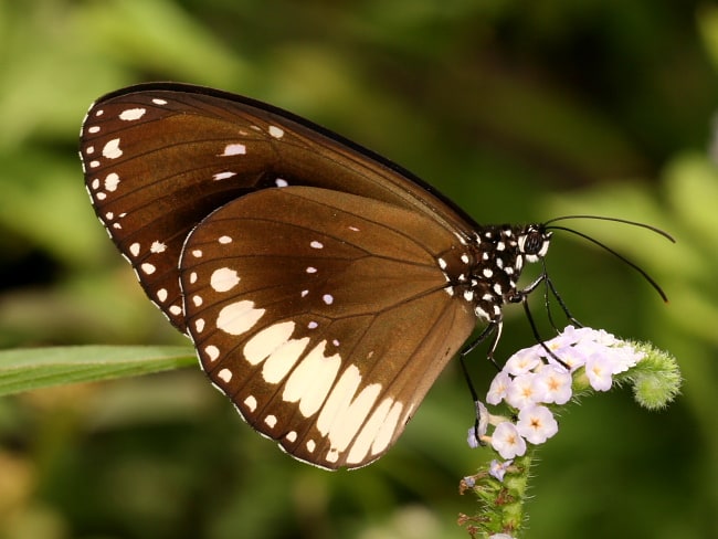 Euploea eichhorni (Eichhorn's Crow)