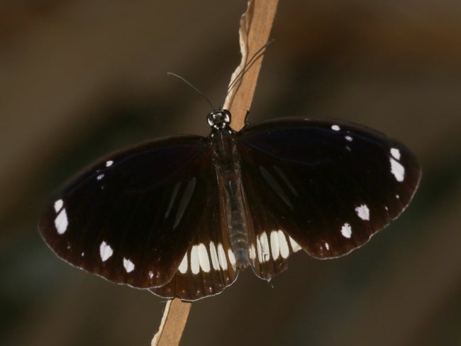 Euploea sylvester (Two-brand Crow)